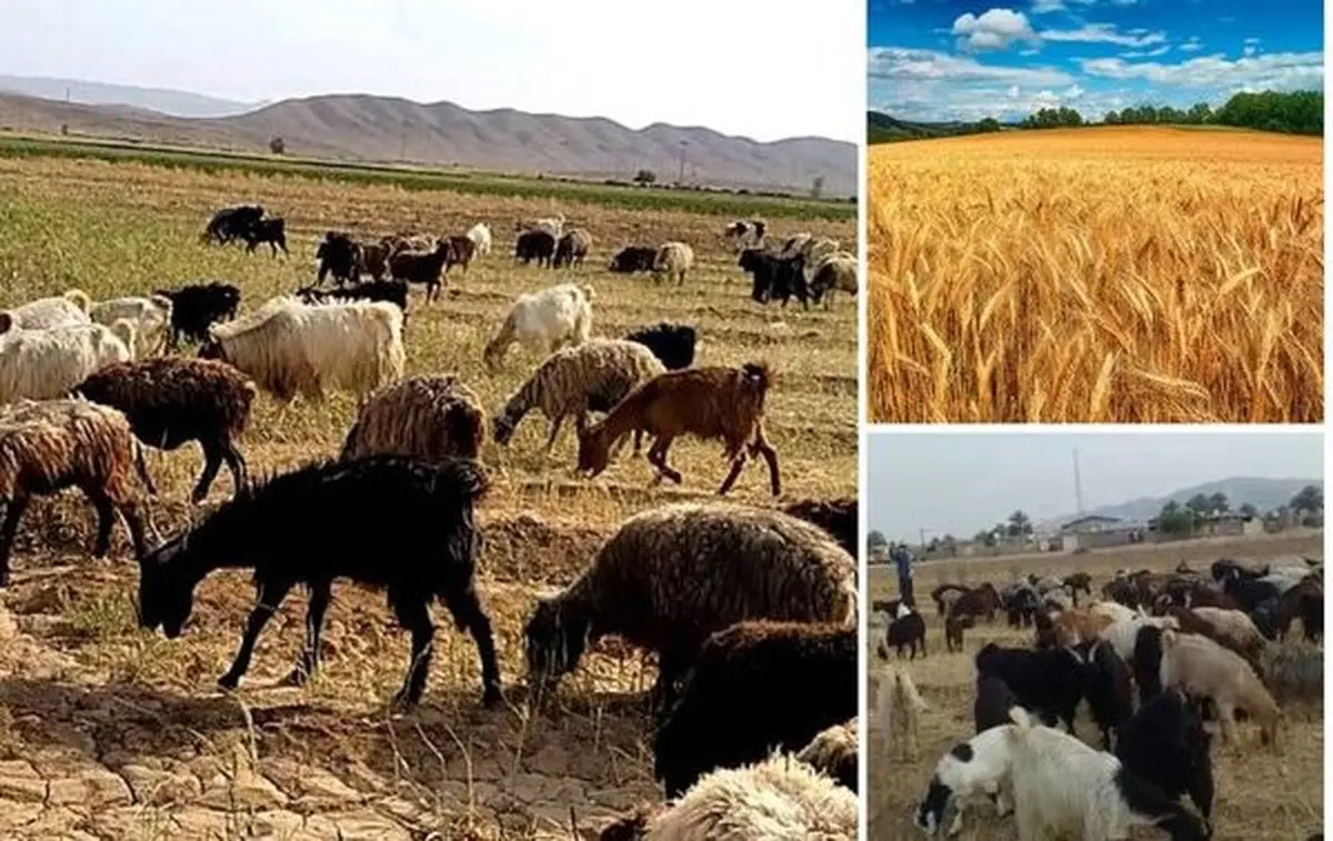 کشاورزان گیر بی تدبیری دولت در خرید گندم هستند| وقتی مزارع گندم خوراک دام ها شد!