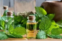 دارو مناسب بیماری آلزایمر کشف شد! | بررسی تاثیر عصاره گیاه بادرنجبویه بر آلزایمر
