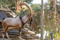  نجات ۲۴ بز و میش وحشی از گودالی در بستکِ هرمزگان+ ویدیو 

