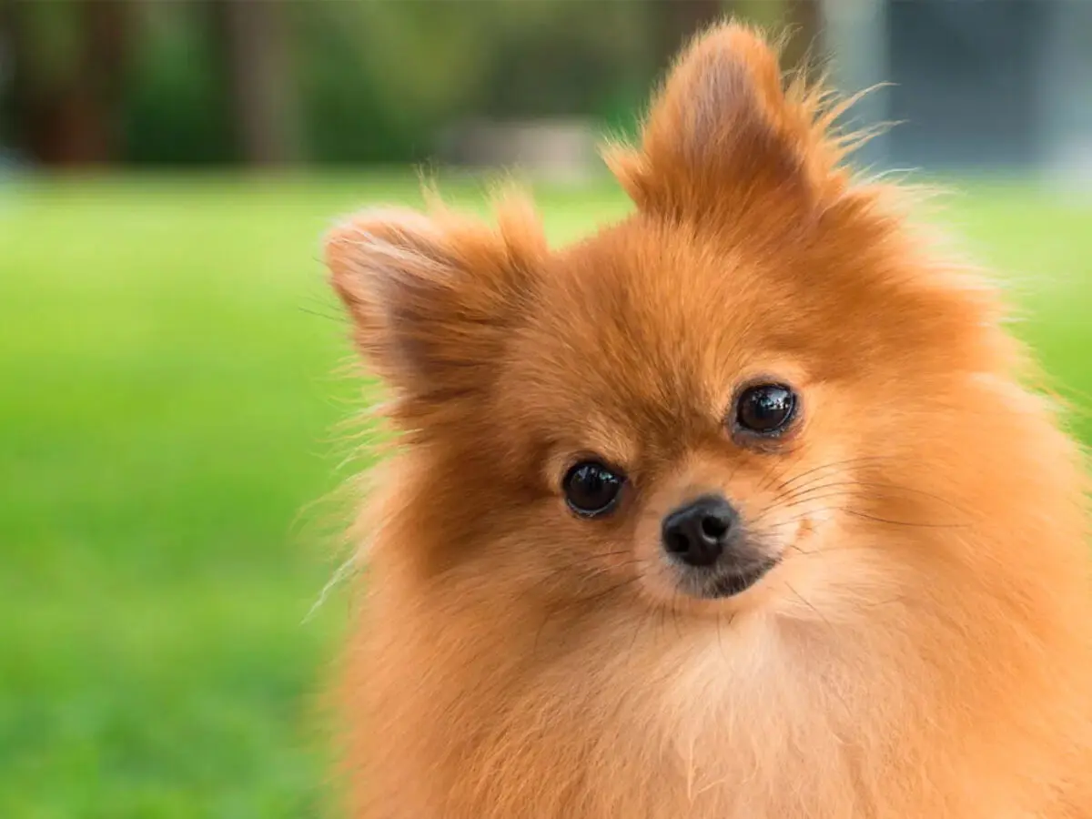اظهار پشیمانی زن و شوهری که برای سگشان خانه خریدند! +ویدئو