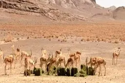 ۲ شورای روستایی در یزد استعفا دادند