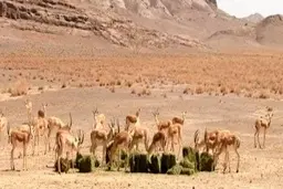 ۲ شورای روستایی در یزد استعفا دادند