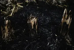 آتشی که هم به جان مردم، هم به جان خاک حاصل خیز این گوشه از بهشت خدا رحم نمی کند