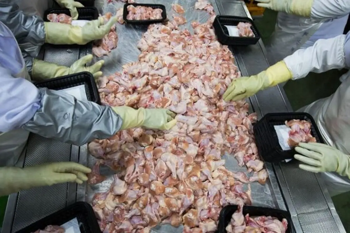 آلودگی گوشت مرغ منجمد برزیلی به کرونا