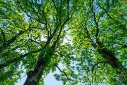 حشرات مهاجم ۱.۴ میلیون درخت را از بین می‌برند