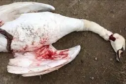 انتشار تصاویر سر بریدن و کشتار قوهای مهاجر| رئیس اداره محیط زیست محمودآباد: شایعه است 