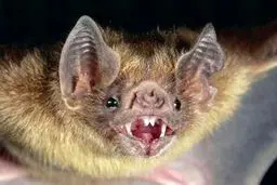 خفاش چه ویژگی دارد که کرونا نمی گیرد؟ | کشف جدید درباره درمان کرونا