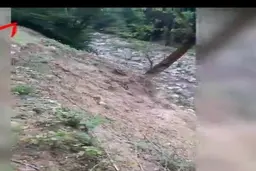 شرکت‌های بهره‌بردار دست از سر جنگل بر نمی‌دارند + ویدئو