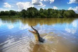 این مرد خوش شانس تونست از دست کروکدیل فرار کنه! | لحظه پیروزی مرد شناگر +ویدئو