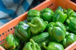 عضو اتحادیه صادرکنندگان میوه: پس از آنکه روسیه فلفل دلمه‌ای ایران را مرجوع کرد، قیمت آن ۹۰ درصد کاهش یافت؛ تولیدکنندگان داخلی متضرر شده اند | زیرساخت‌های حمل و نقل در ترکمنستان فراهم نیست