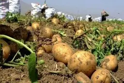 سیب زمینی ارزان می شود؟ | کاهش قیمت سیب‌زمینی و گوجه‌فرنگی در میادین میوه وتره بار 