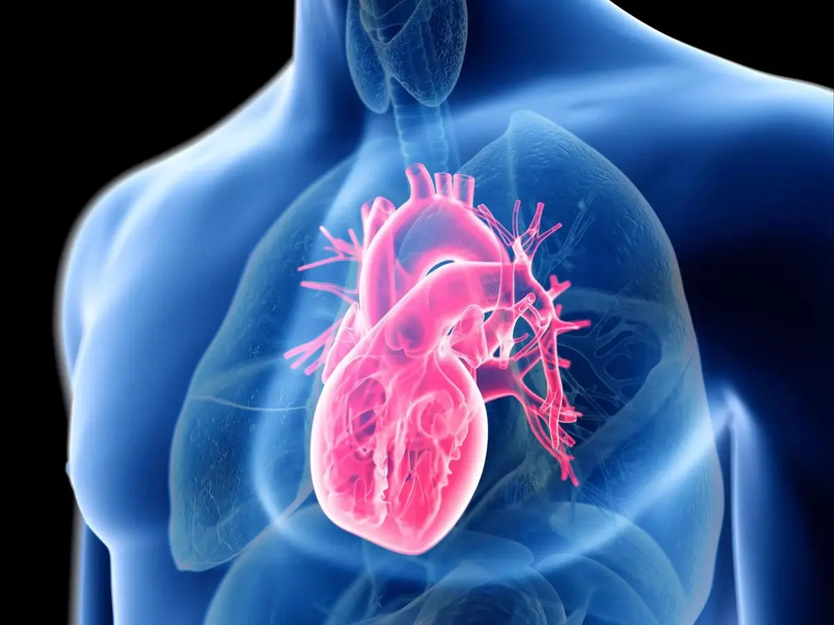 نحوه عملکرد قلب و پمپاژ شدن خون را ببینید | ویدئویی شگفت انگیز از کارکرد قلب+ویدئو
