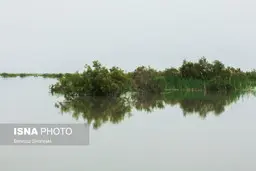  500 هکتار از سطح تالاب هامون آبگیری شد