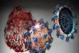 علائم ویروس جهش یافته آفریقایی |  شیوع ویروس آفریقای جنوبی و برزیلی