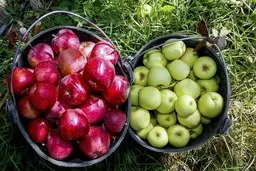 افزایش ۱۰ درصدی قیمت میوه در بازار