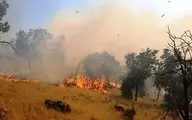 دستگیری عامل آتش سوزی محدوده جنگلی دهبکری بم 