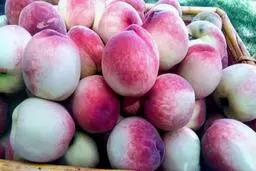 دیگه ازبیرون هلو نخر | بیا بهت یاد بدم چه جوری توخونه درخت هلو بکاری 