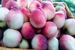 دیگه ازبیرون هلو نخر | بیا بهت یاد بدم چه جوری توخونه درخت هلو بکاری 