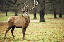 مسابقه دو سرعت تماشایی یک گوزن شمالی با قطار + ویدئو 