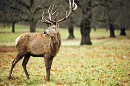  مسابقه دو سرعت تماشایی یک گوزن شمالی با قطار + ویدئو 