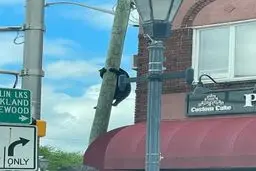 یک خرس بالای تیر برق! | عجیب اما واقعی!+ویدئو 