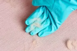 پایان کلنجار با موهای فرش | با این ترفند از شر موهای روی فرش خلاص شو +ویدئو