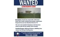      پلیس آمریکا یک گاو را تحت تعقیب قرار داد

