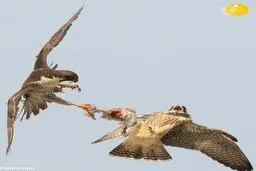  درگیری دو شاهین بر سر یک کبوتر 