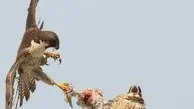  درگیری دو شاهین بر سر یک کبوتر 