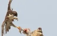  درگیری دو شاهین بر سر یک کبوتر 