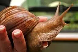 غذا خوردن جالب حلزون‌های آفریقایی+ویدئو 