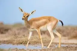 آهویی که دوچرخه سوار را نقش بر زمین کرد + ویدئو 