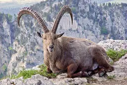  شکارچی یک بز کوهی به ۳ سال حبس محکوم شد 

