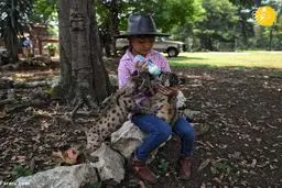  تولد دو توله پوما فقط در شرایط قرنطینه 