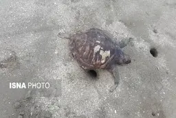 مشاهده لاشه لاک پشت در ساحل جاسک
