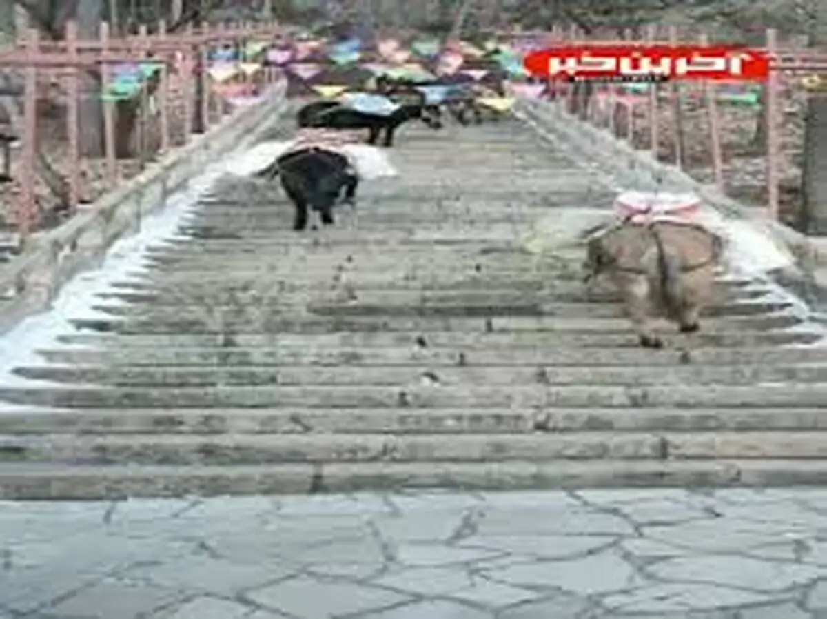 تکنیک هوشمندانه الاغ‌ها برای بالا رفتن از پله+ویدئو 