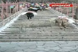 تکنیک هوشمندانه الاغ‌ها برای بالا رفتن از پله+ویدئو 