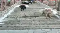 تکنیک هوشمندانه الاغ‌ها برای بالا رفتن از پله+ویدئو 