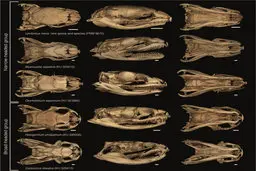 گونه جدیدی از مارها | یک شگفتی عالی برای علم + عکس