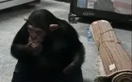 بازگشت شامپانزه معروف به باغ وحش ارم