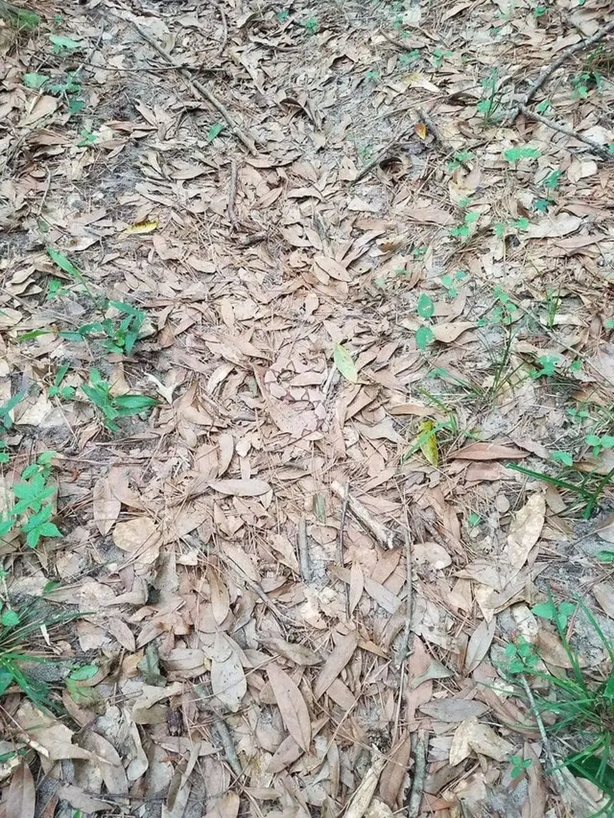 آزمون بینایی مار‌ پنهان | آیا می‌توانید مار‌ پنهان در تصویر را پیدا کنید ؟