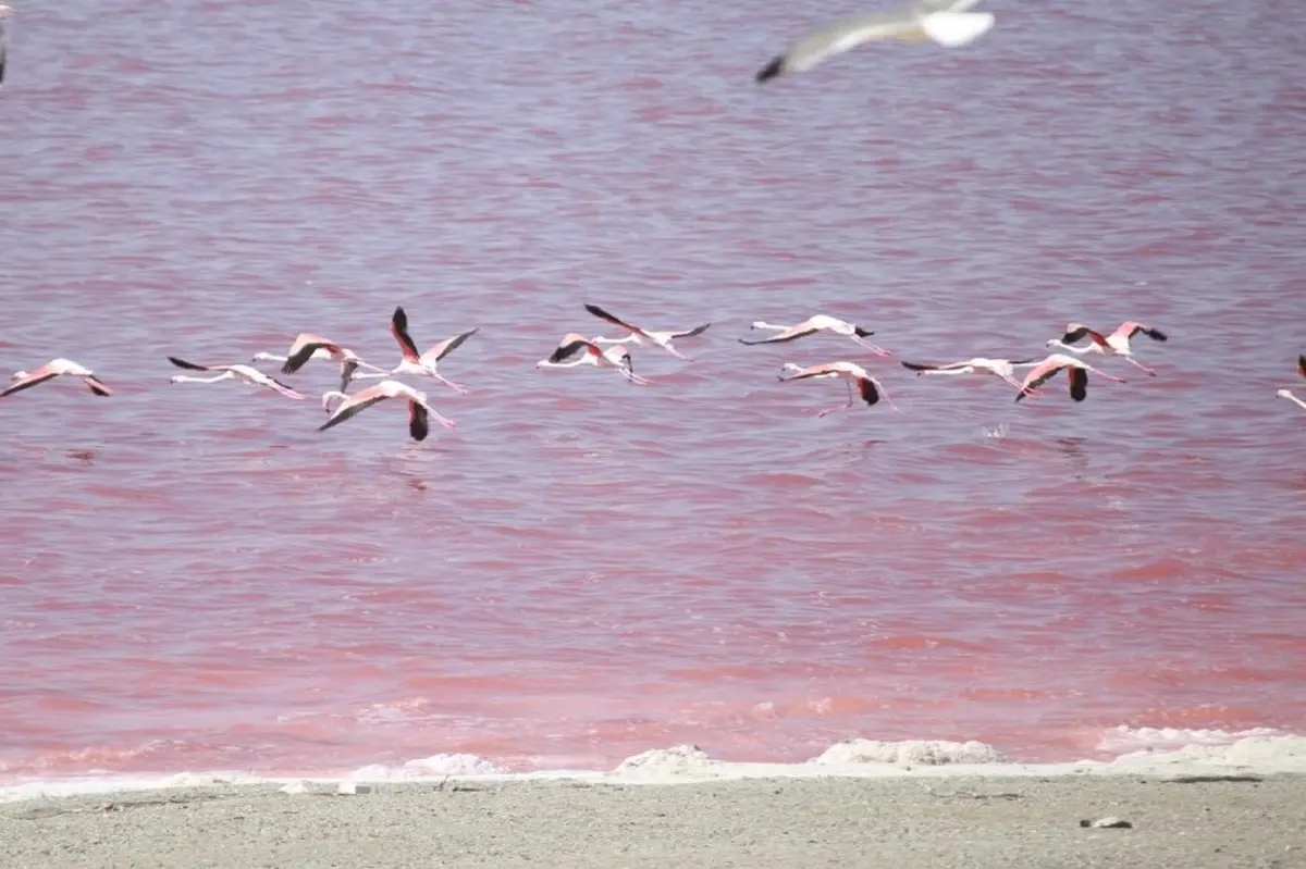 علت تغییر رنگ دریاچه ارومیه رشد نوعی جلبک بومی است