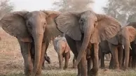 ازدست‌دادن عاج؛ واکنش تکاملی فیل‌های آفریقایی به شکارچیان
