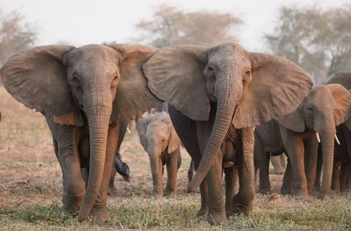 ازدست‌دادن عاج؛ واکنش تکاملی فیل‌های آفریقایی به شکارچیان