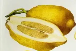 میوه‌ای که سم عقرب را از بین می برد