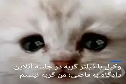 وکیل با فیلتر گربه در جلسه دادگاه آنلاین خطاب به قاضی: من گربه نیستم + ویدئو