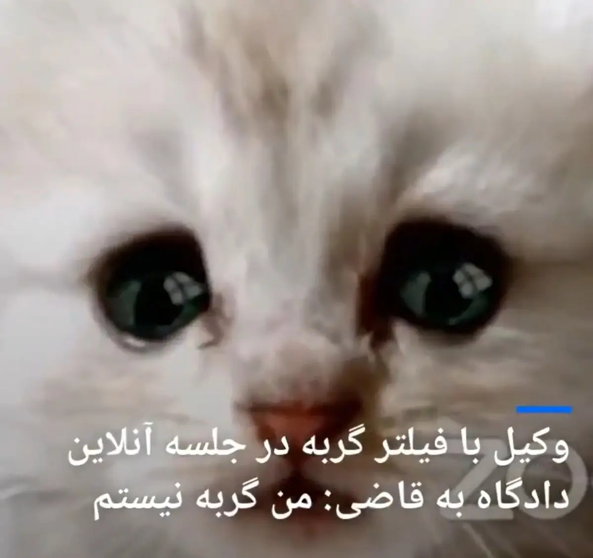 وکیل با فیلتر گربه در جلسه دادگاه آنلاین خطاب به قاضی: من گربه نیستم + ویدئو