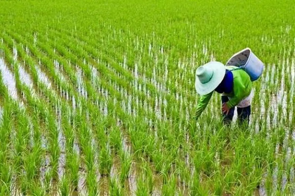 جهانگیری: واردات برنج برای ایجاد آرامش در بازار و اطمینان خاطر مردم است