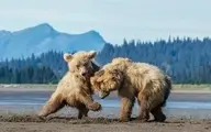 شیطنت دو توله خرس در آلاسکا