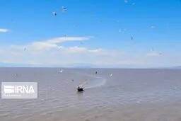 بازگشت فلامینگوها به دریاچه ارومیه